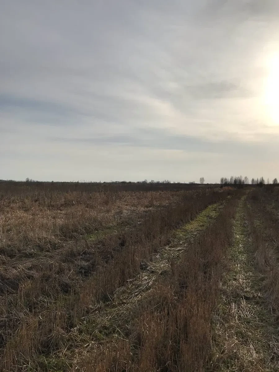 Ділянка 109 соток, Нижча Дубечня: ОСГ, між Десною та Дніпром, фото 5