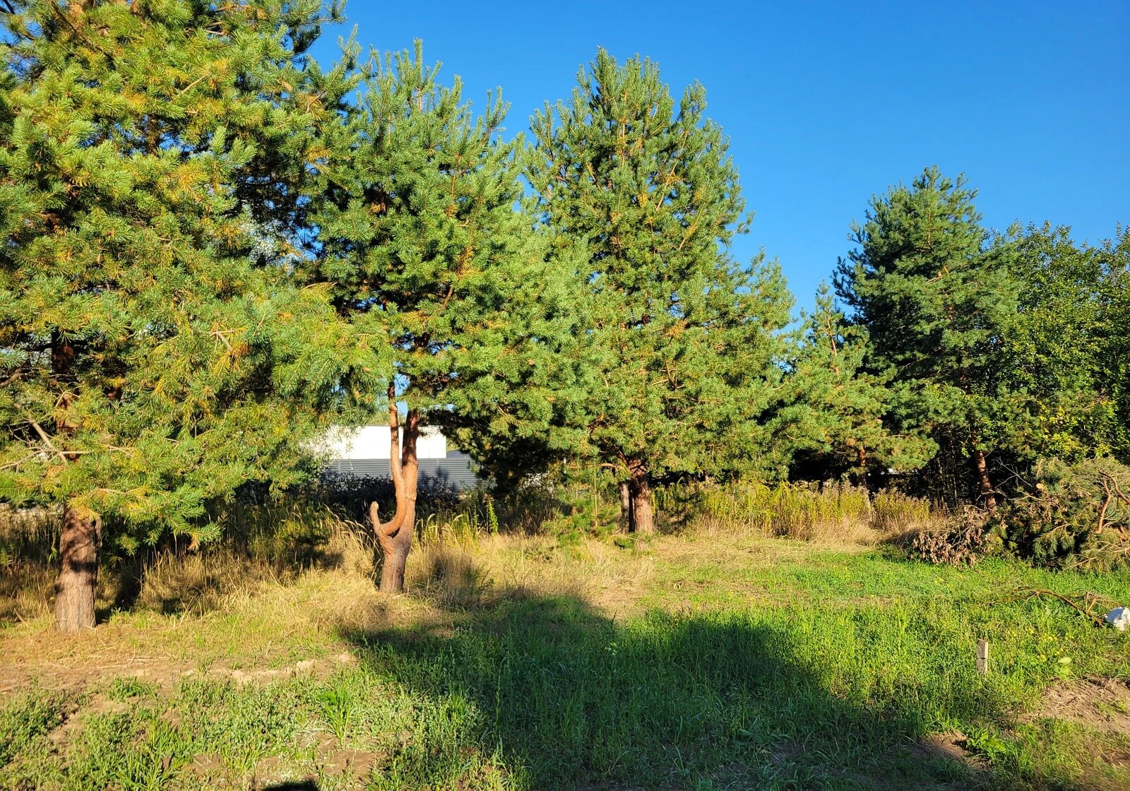 Ділянка 6 соток, Щасливе: під житлову забудову, електрика - фото 3