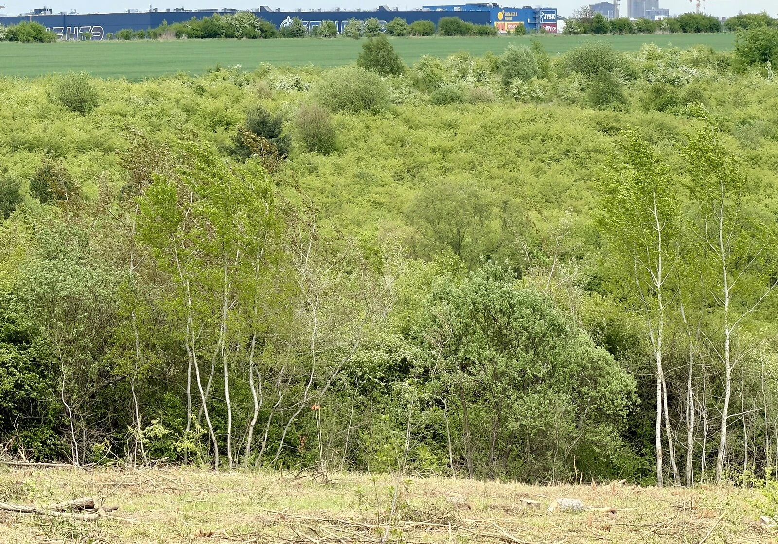Ділянка 231 сотка, Солонка: сільськогосподарська, під гараж - фото 3