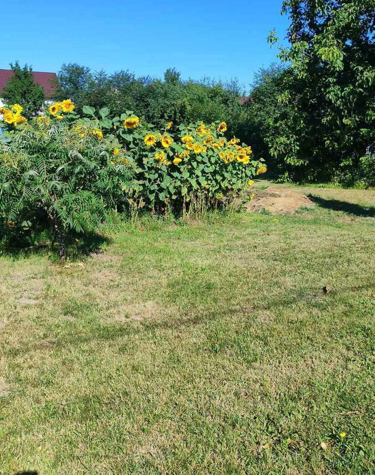 Ділянка 12 соток, Калинівка (Васильків): під житлову забудову, город - фото 1