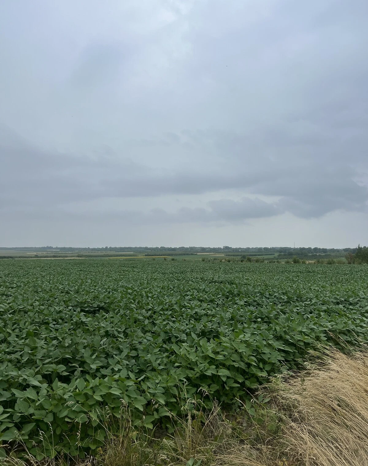 Ділянка 369 соток, Вахнівці: сільськогосподарська, сад, фото 2