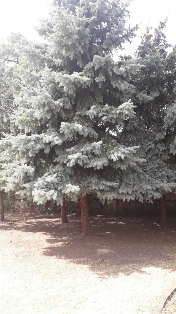 Беседка, Павлоград: мангал и камин, до 20 человек, фото 5