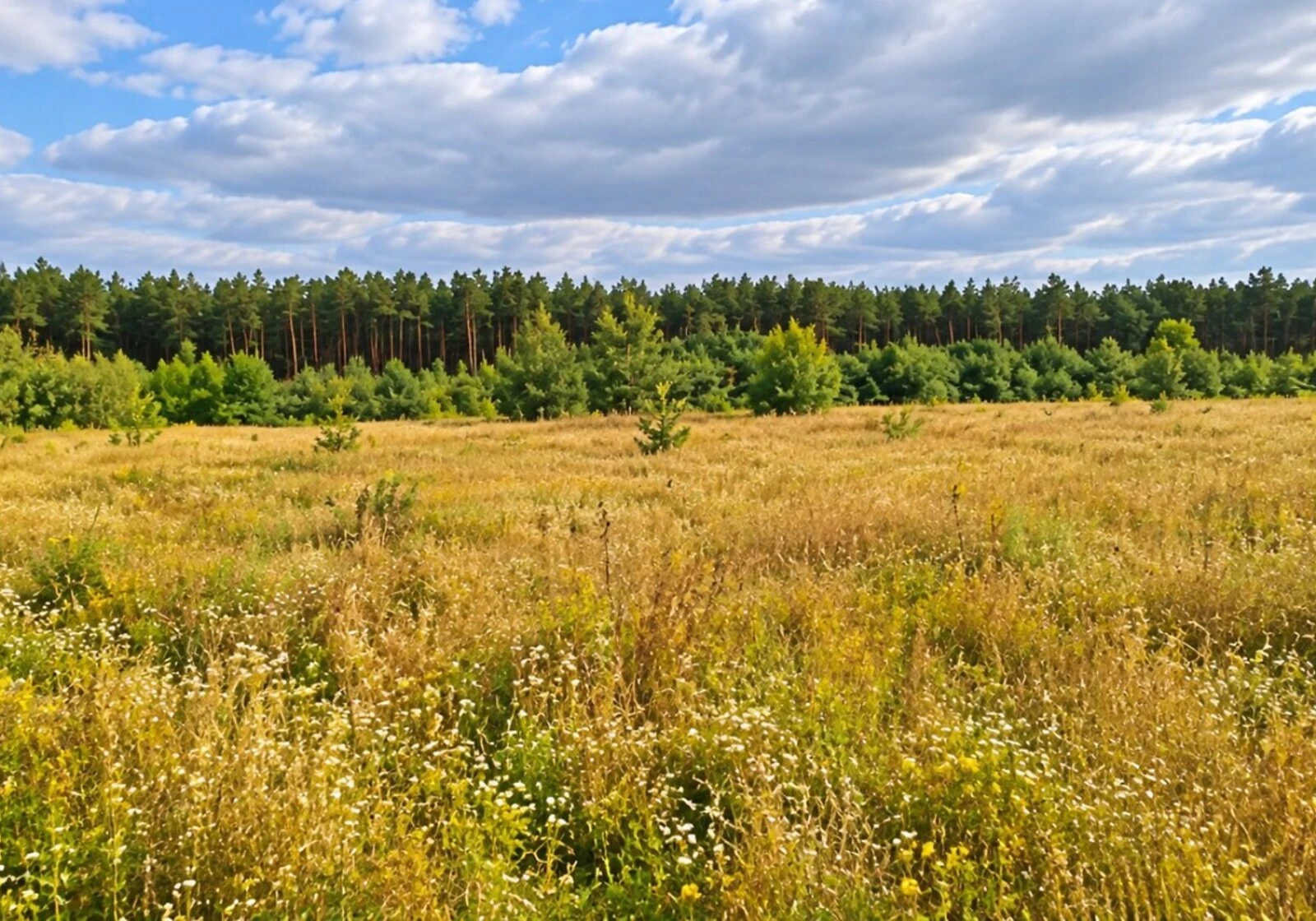 Ділянка 15.5 сотки, Липовий Скиток: під житлову забудову, чорнозем - фото 1