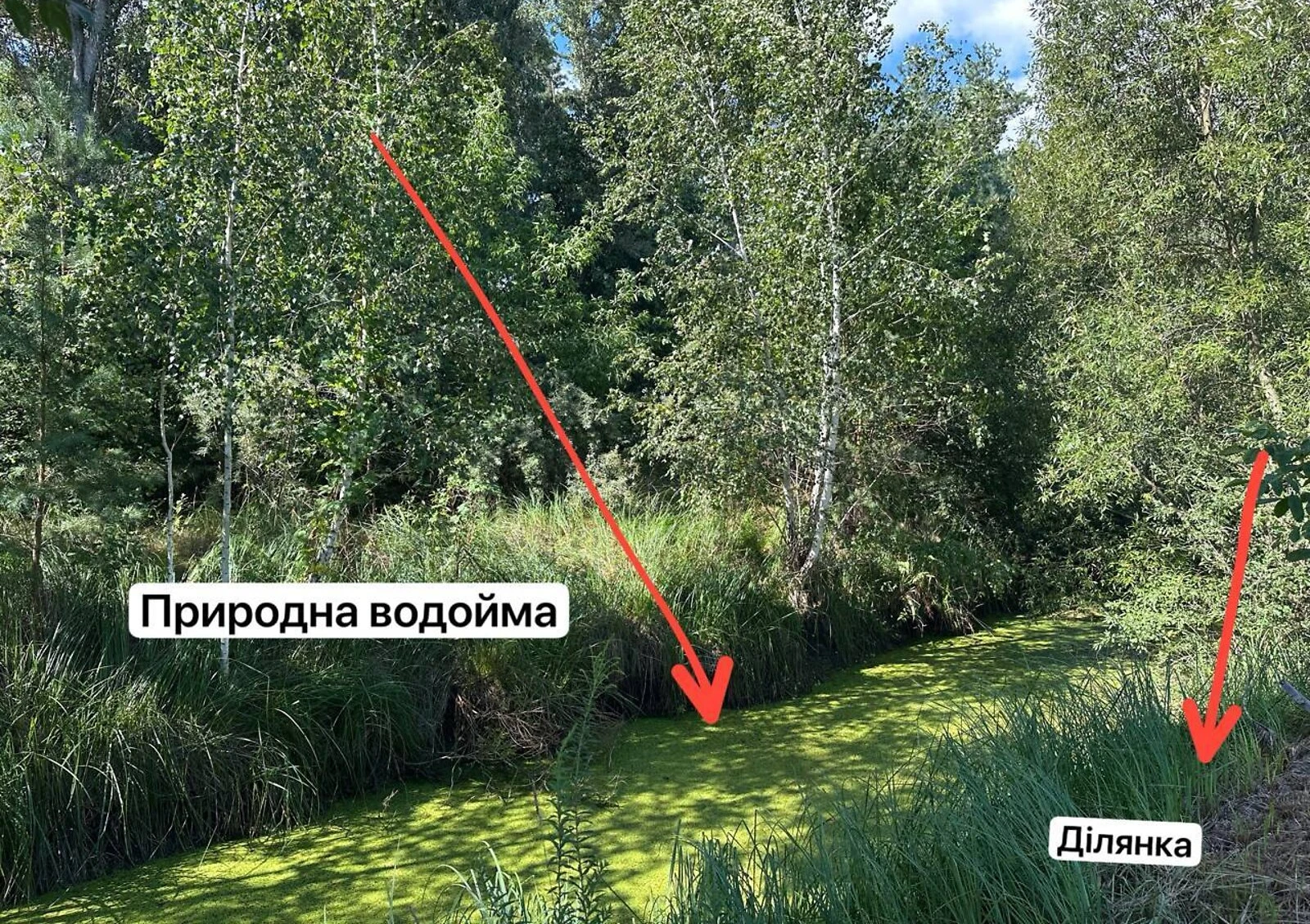 Ділянка 8.88 сотки, Романків: під житлову забудову, сад і струмок - фото 2