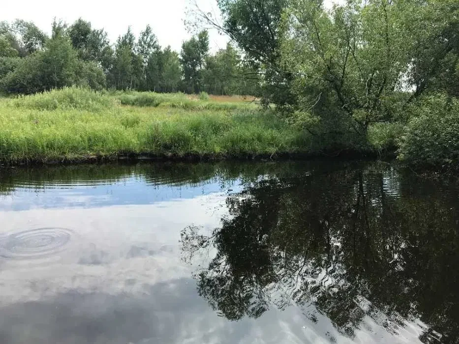 Ділянка 65 соток, Новомирівка: вихід до лісу, власна копанка - фото 2