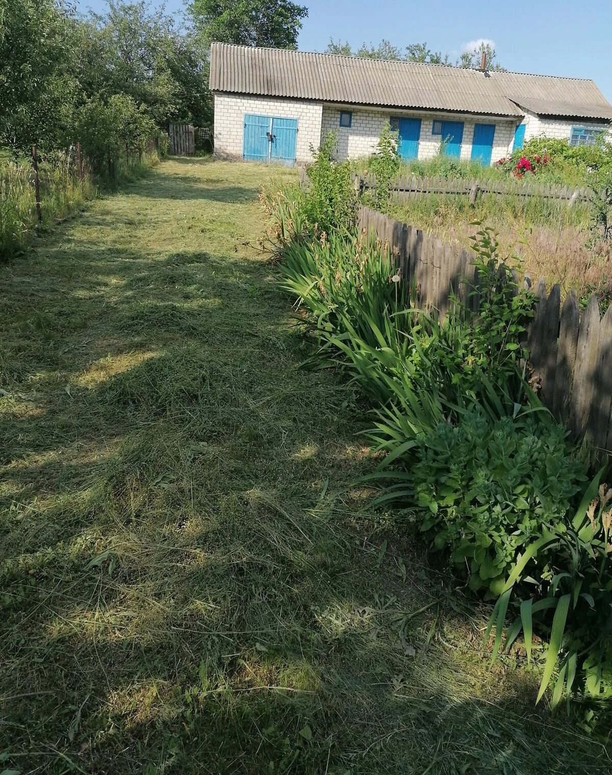 Ділянка 16 соток, Велика Багачка: водопровід, сад і виноградник - фото 4