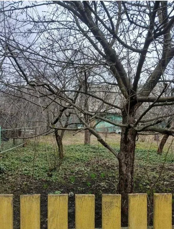 Ділянка 6 соток, Салтівський: плодові дерева, електрика - фото 3