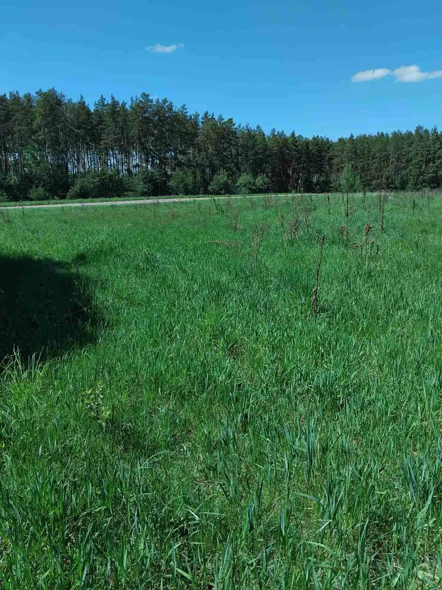 Ділянка 75 соток, Скригалівка: біля лісу й озера - фото 1