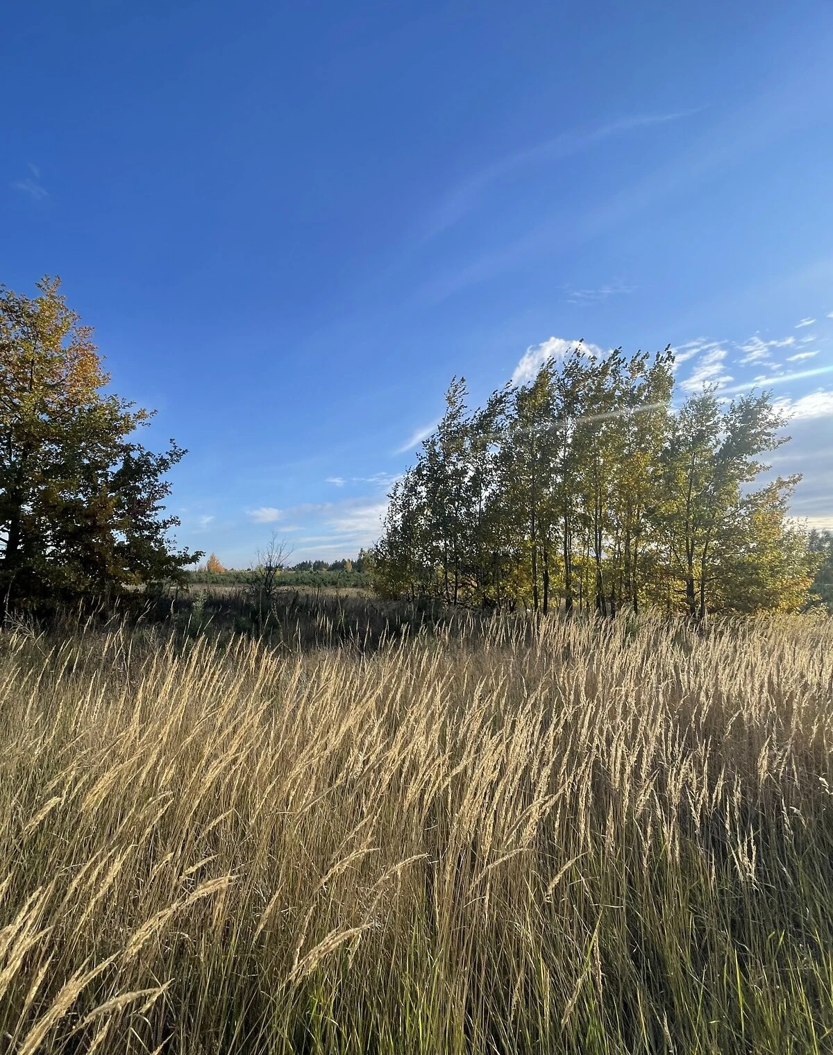 Участок 360 соток, Бобрица: равнинный рельеф, торг, фото 4