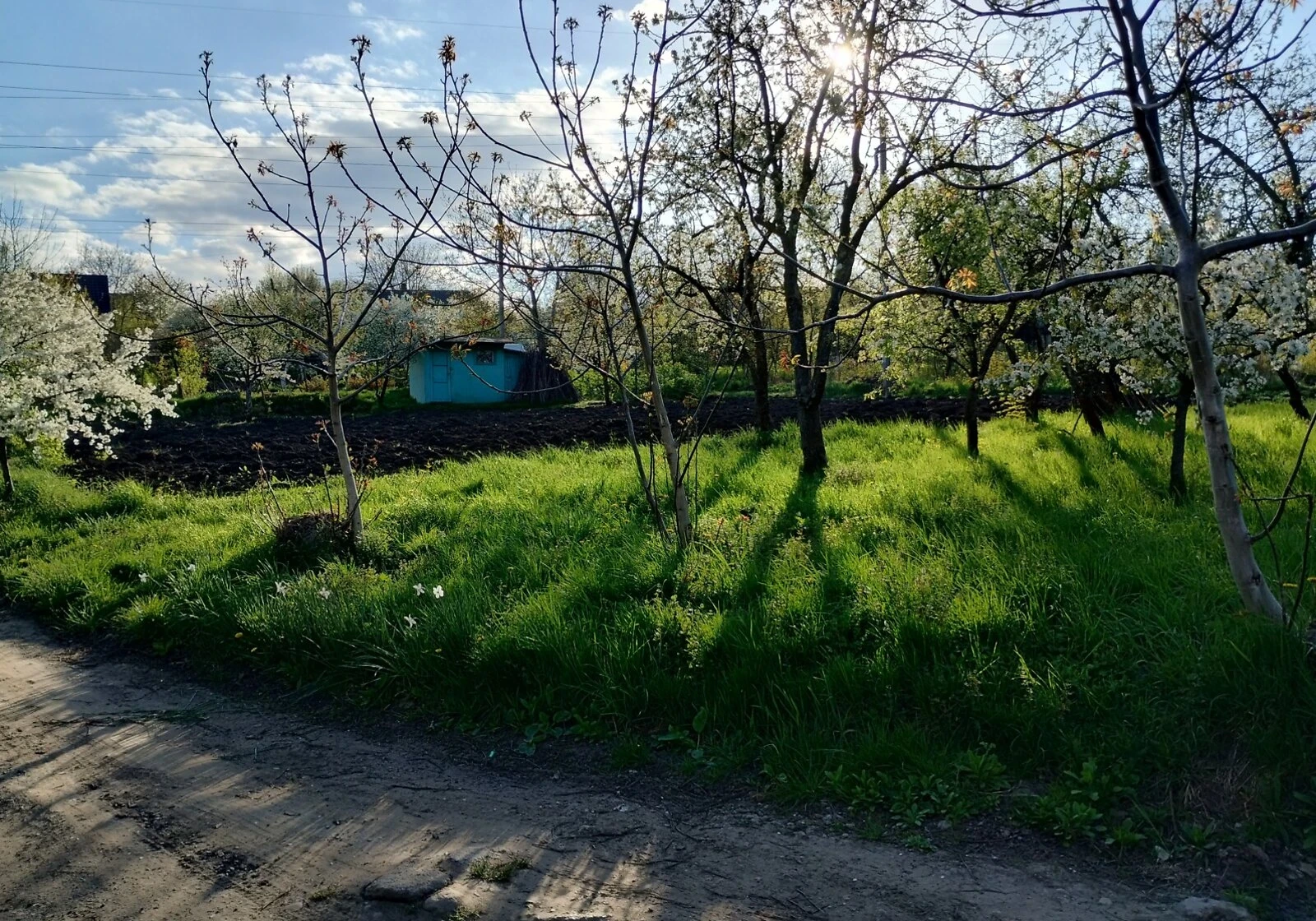 Ділянка 12 соток, Роша Стинка: сад, виноградник, електрика і газ, фото 5