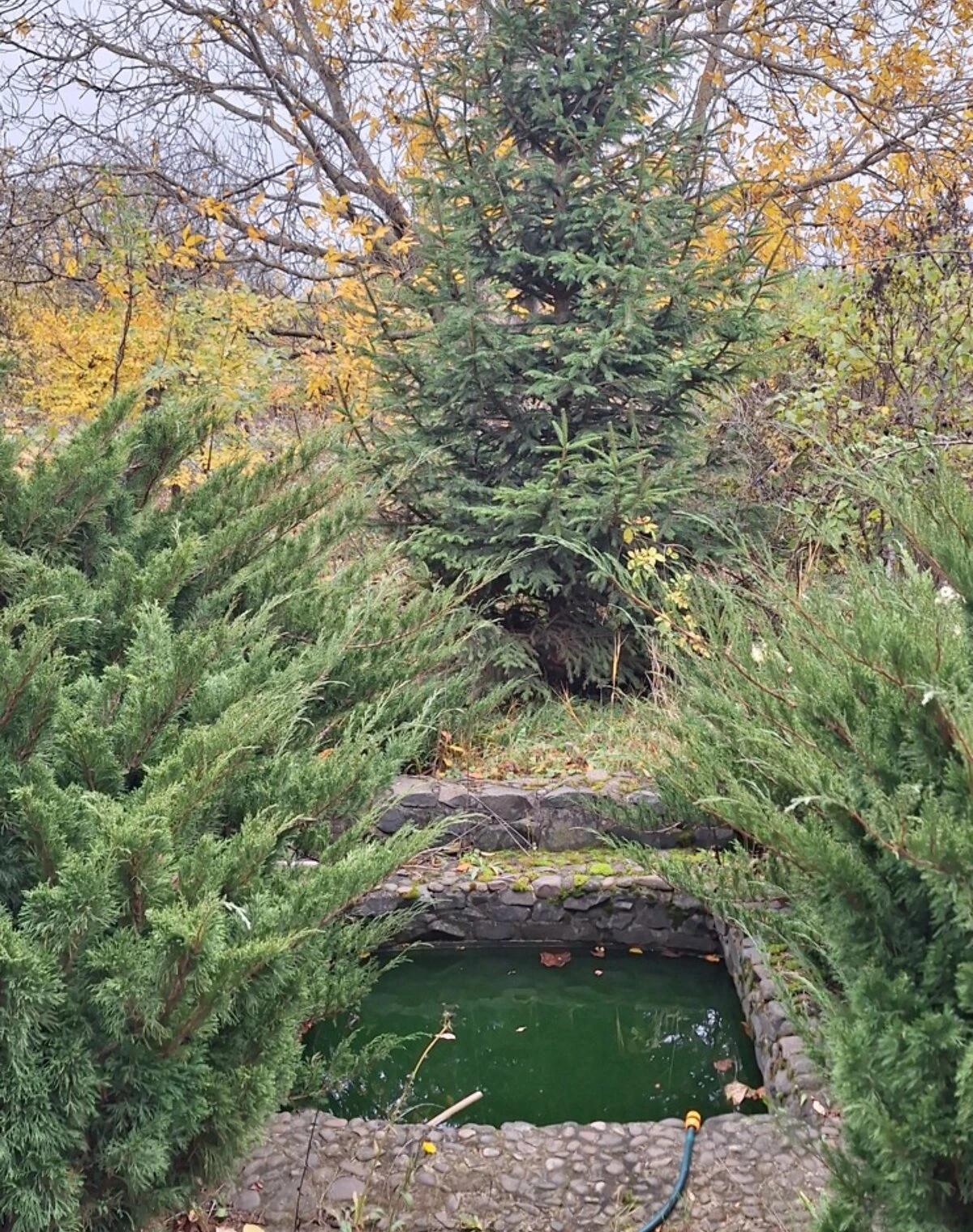 Будинок, Городище (Біла Криниця): 8 соток, цегляні стіни, сад, фото 5