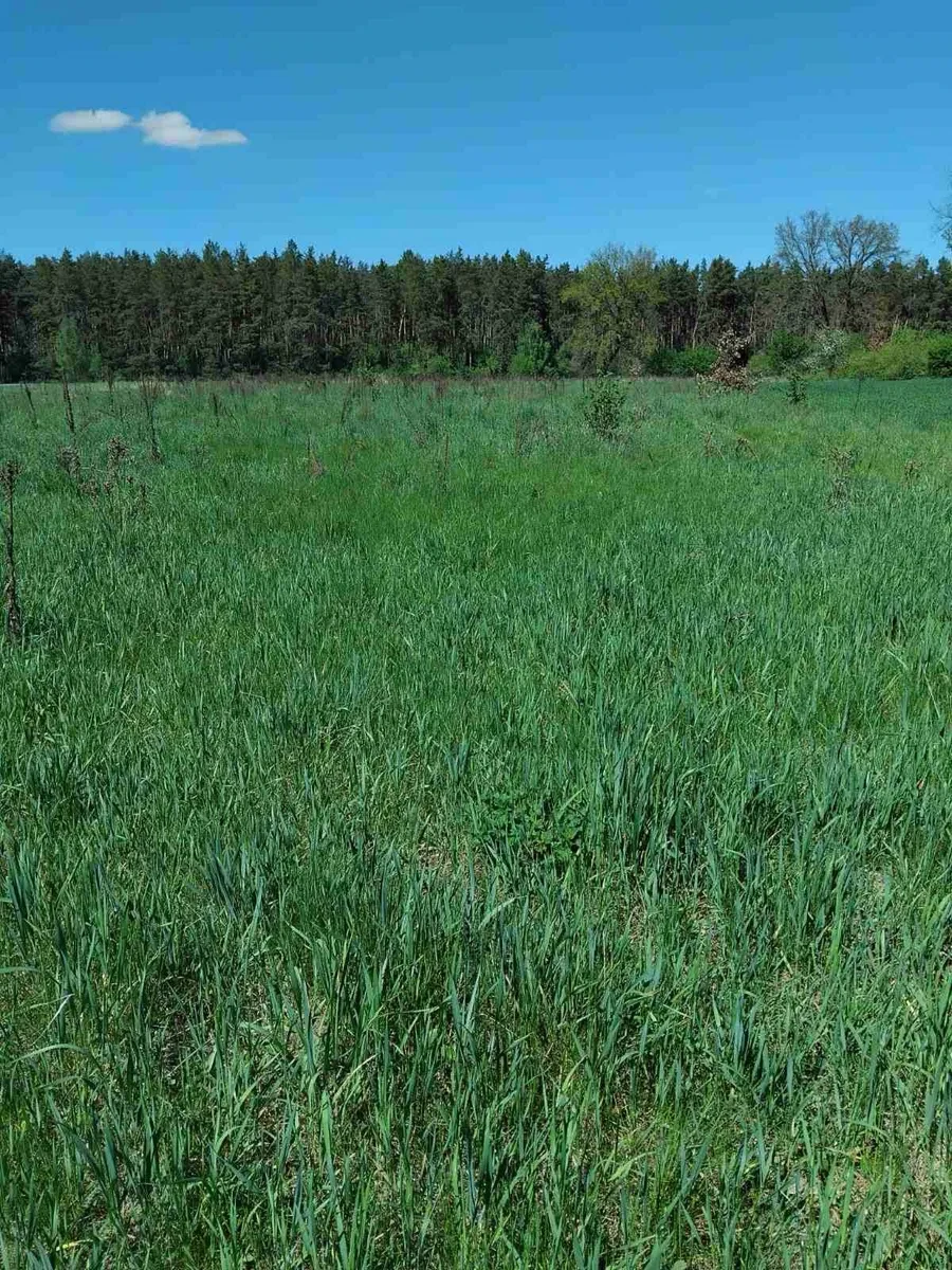 Ділянка 75 соток, Скригалівка: біля лісу й озера, фото 3