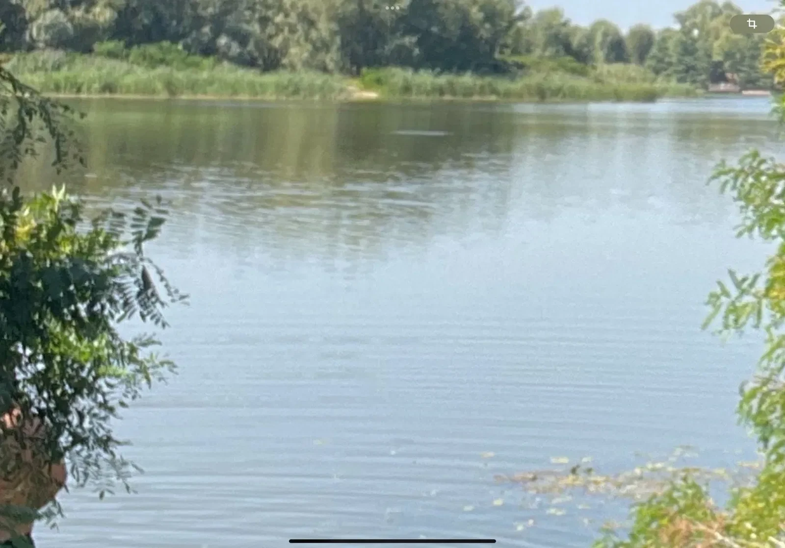 Ділянка 55 соток, Дарницький: вихід на Дніпро, електрика 20 кВт - фото 3
