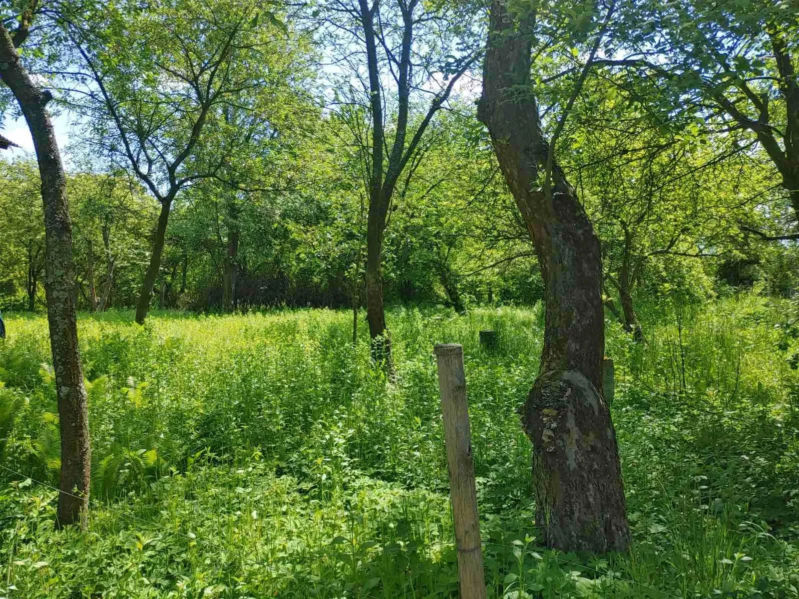 Ділянка 6 соток, Малі Грибовичі: цегляне будівництво, фото 3