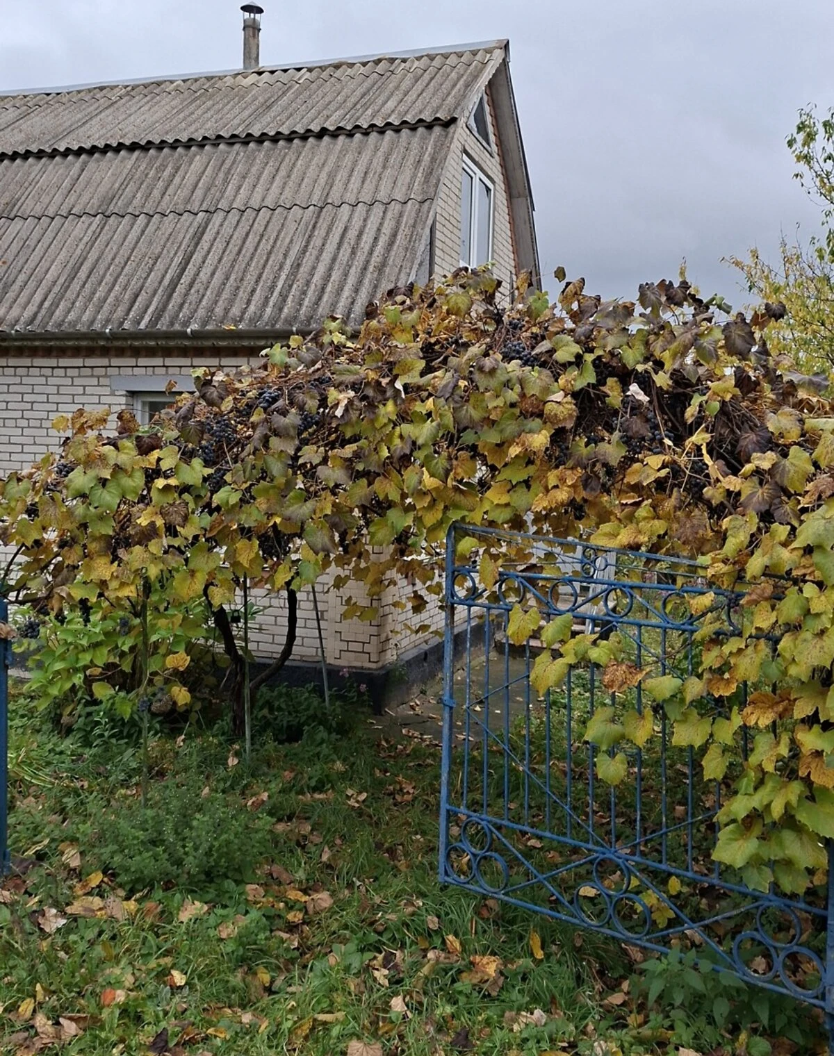 Дача, Винницкие Хутора: колодец, сад и погреб - фото 2