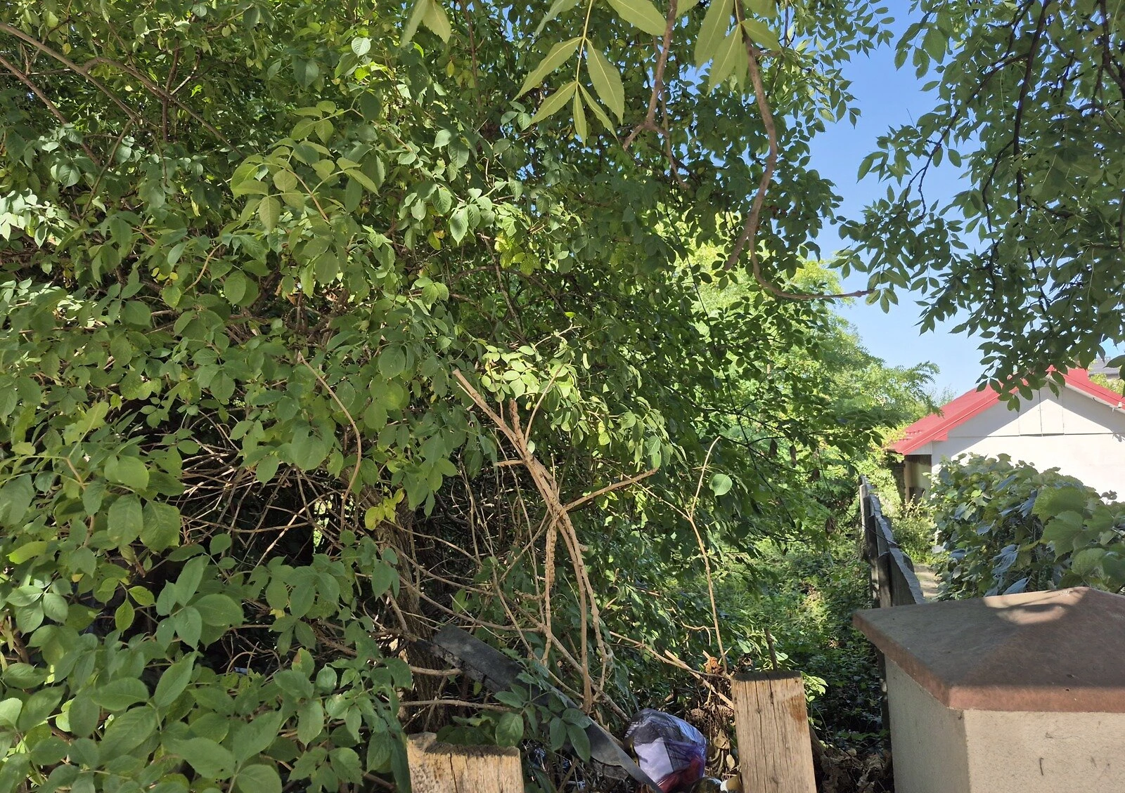 Ділянка 6.05 соток, Майзлі: під житлову забудову, газ - фото 4