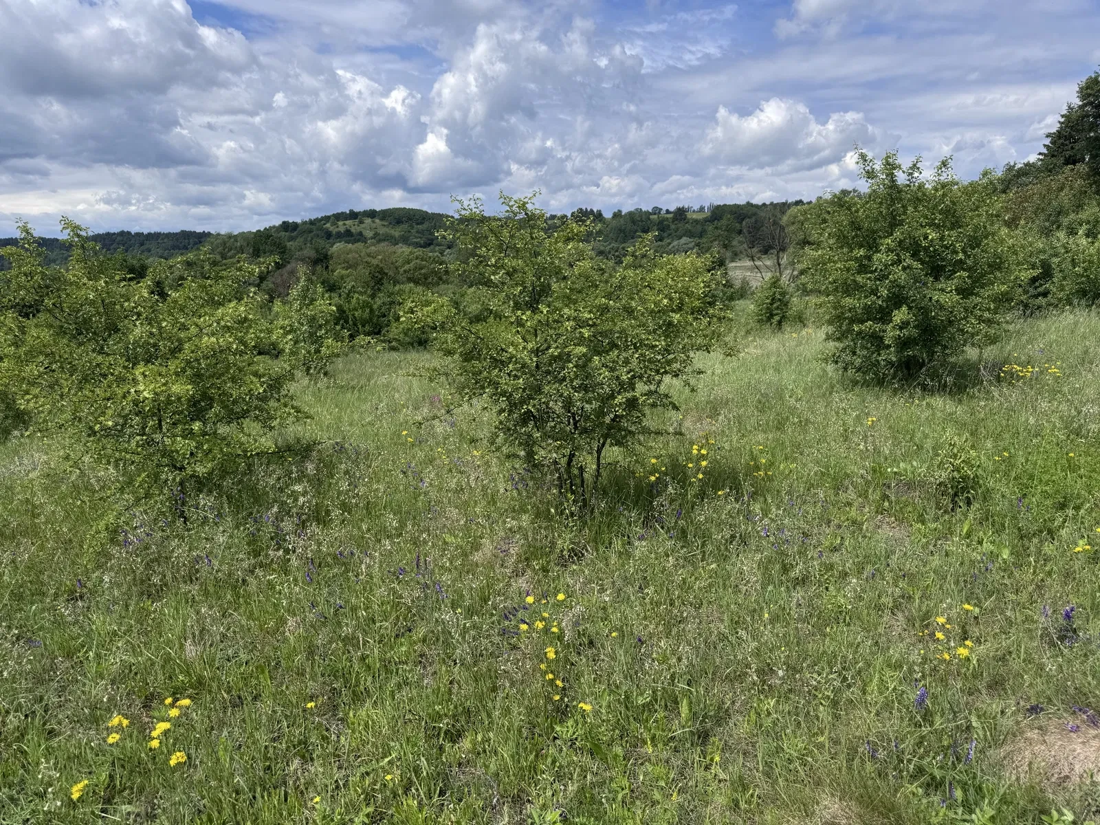 Ділянка 11 соток, Бродки: світло підведено, ліс поруч, фото 2