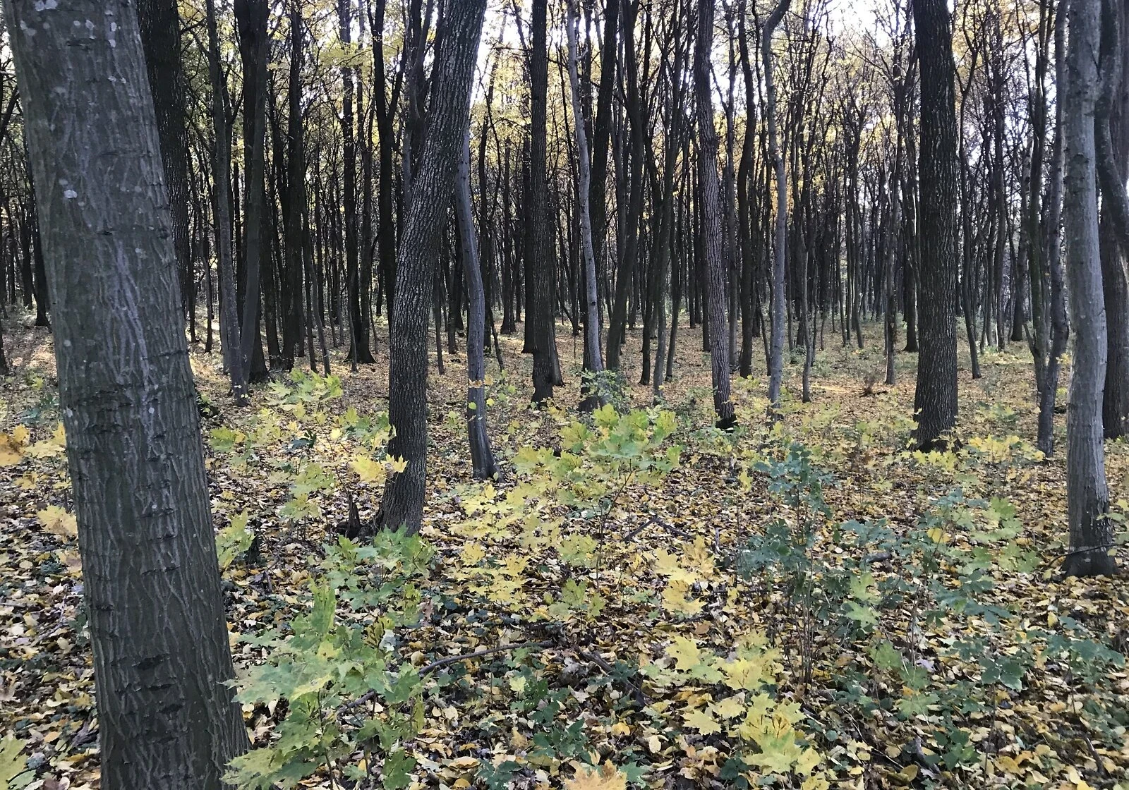 Ділянка 20 соток, Ярославичі: під житлову забудову, чорнозем - фото 3