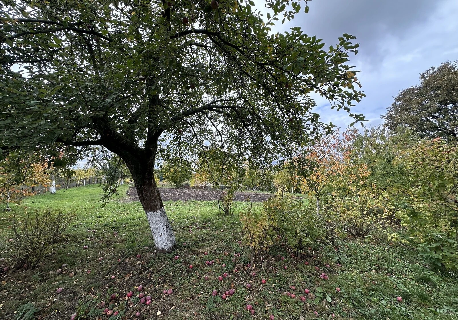Дача, Бояничі: гараж із підвалом, літня кухня, сад - фото 2