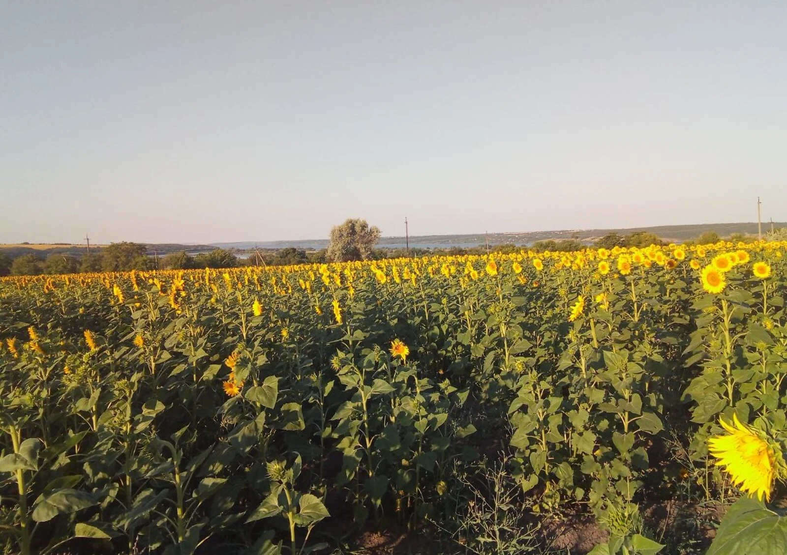 Участок 75 соток, Вороновка (Днепр): под жилую застройку, под гараж - фото 2