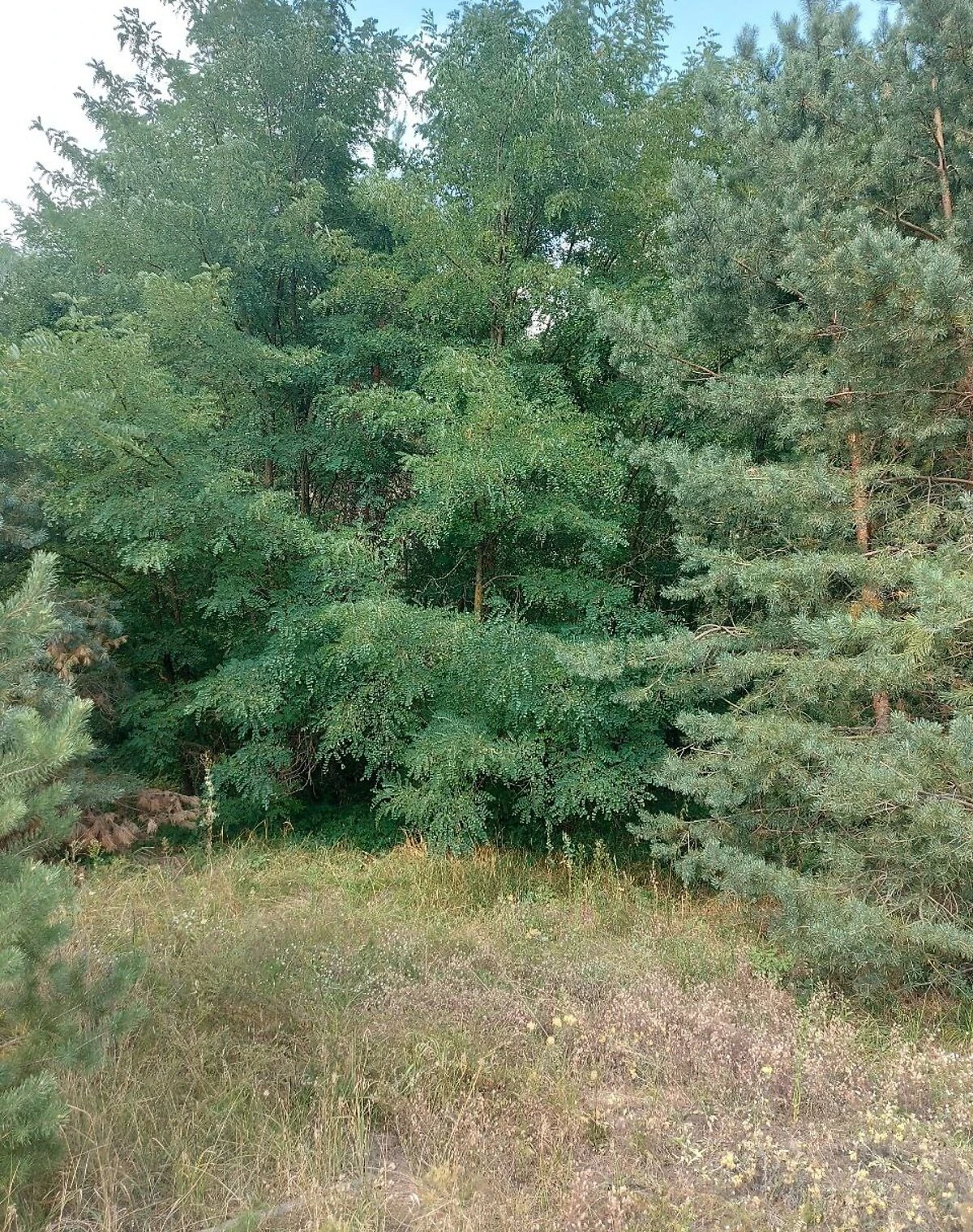 Ділянка 25 соток, Рокитне: під житлову забудову, чорнозем - фото 3