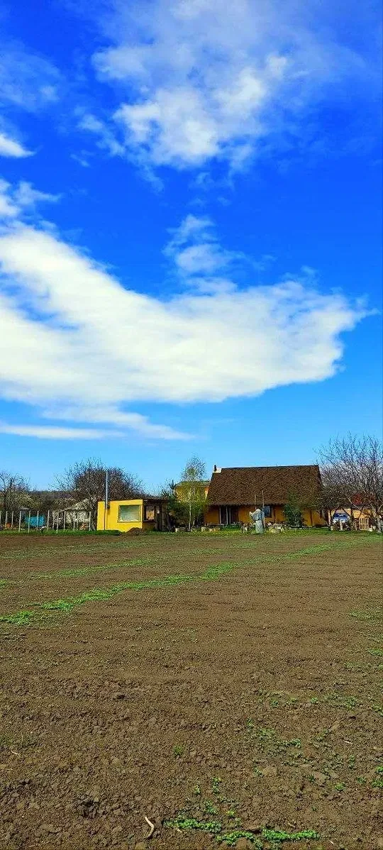 Садиба, Максимівка: 170 соток, малинове господарство, піцерія - фото 2