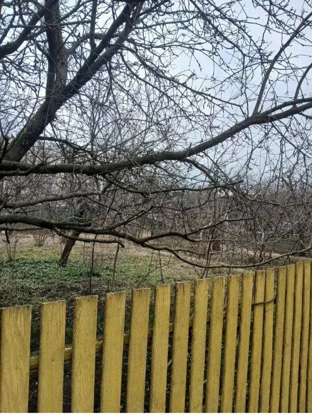 Ділянка 6 соток, Салтівський: плодові дерева, електрика - фото 2