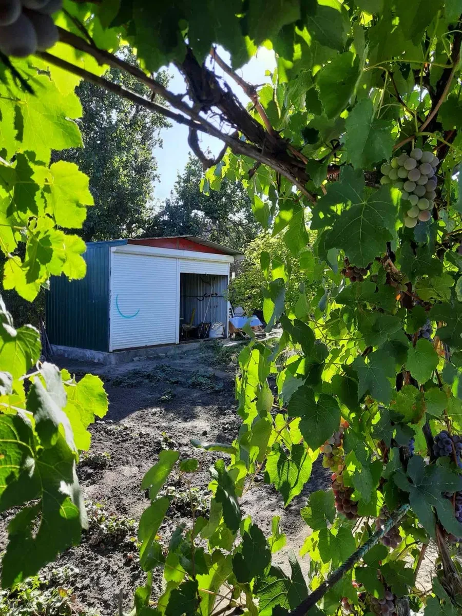 Дача, Новолозуватка: полуостров, 6 соток сада, кладка для рыбалки, фото 5