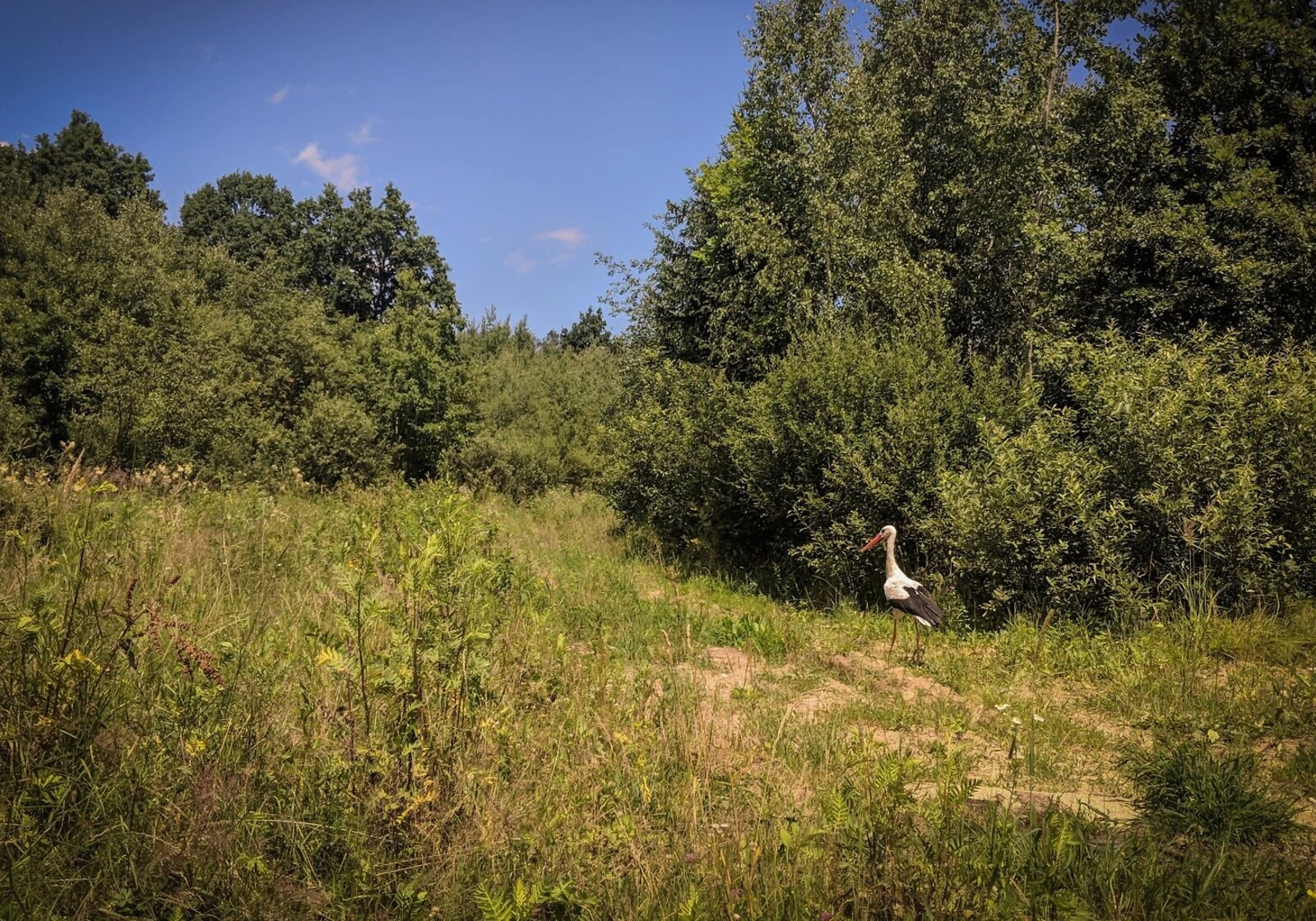 Ділянка 60.5 соток, Посіч: під гараж, електрика, торг можливий, фото 2