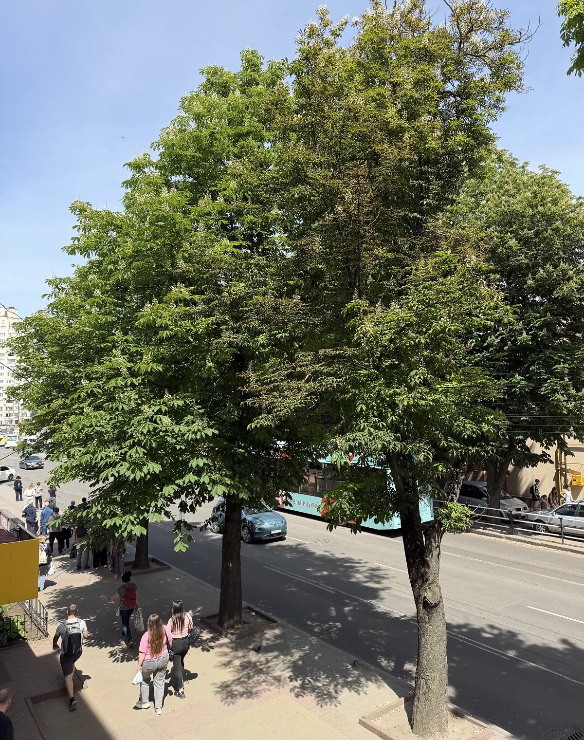2-кімнатна квартира, Центр: цегляні стіни, потребує ремонту, фото 5