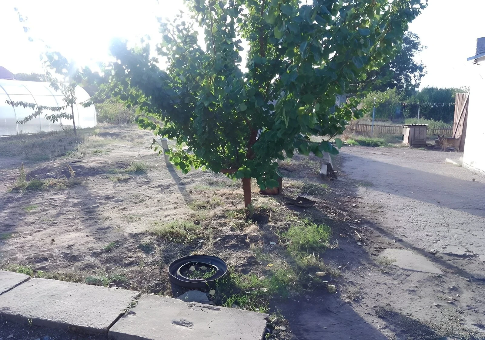 Будинок, Новомиколаївка: веранда, гараж, ділянка 15 соток, фото 5
