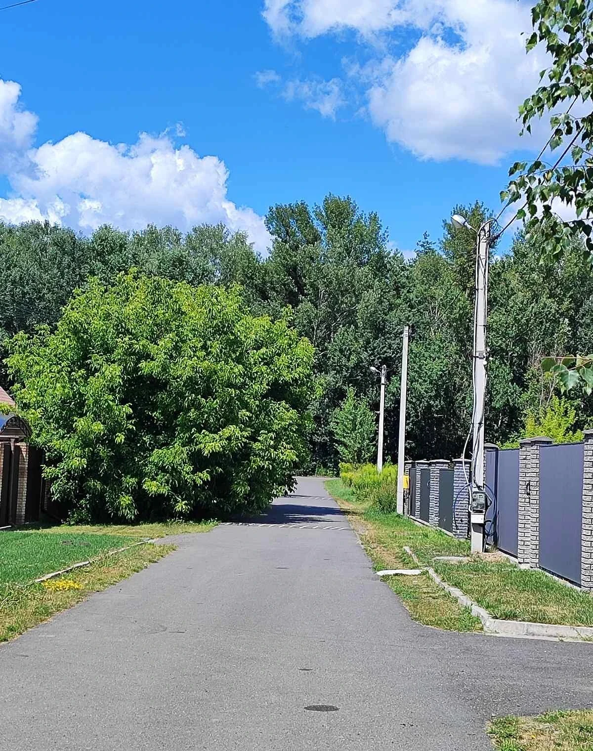Ділянка 12 соток, Калинівка (Васильків): під житлову забудову, город - фото 4