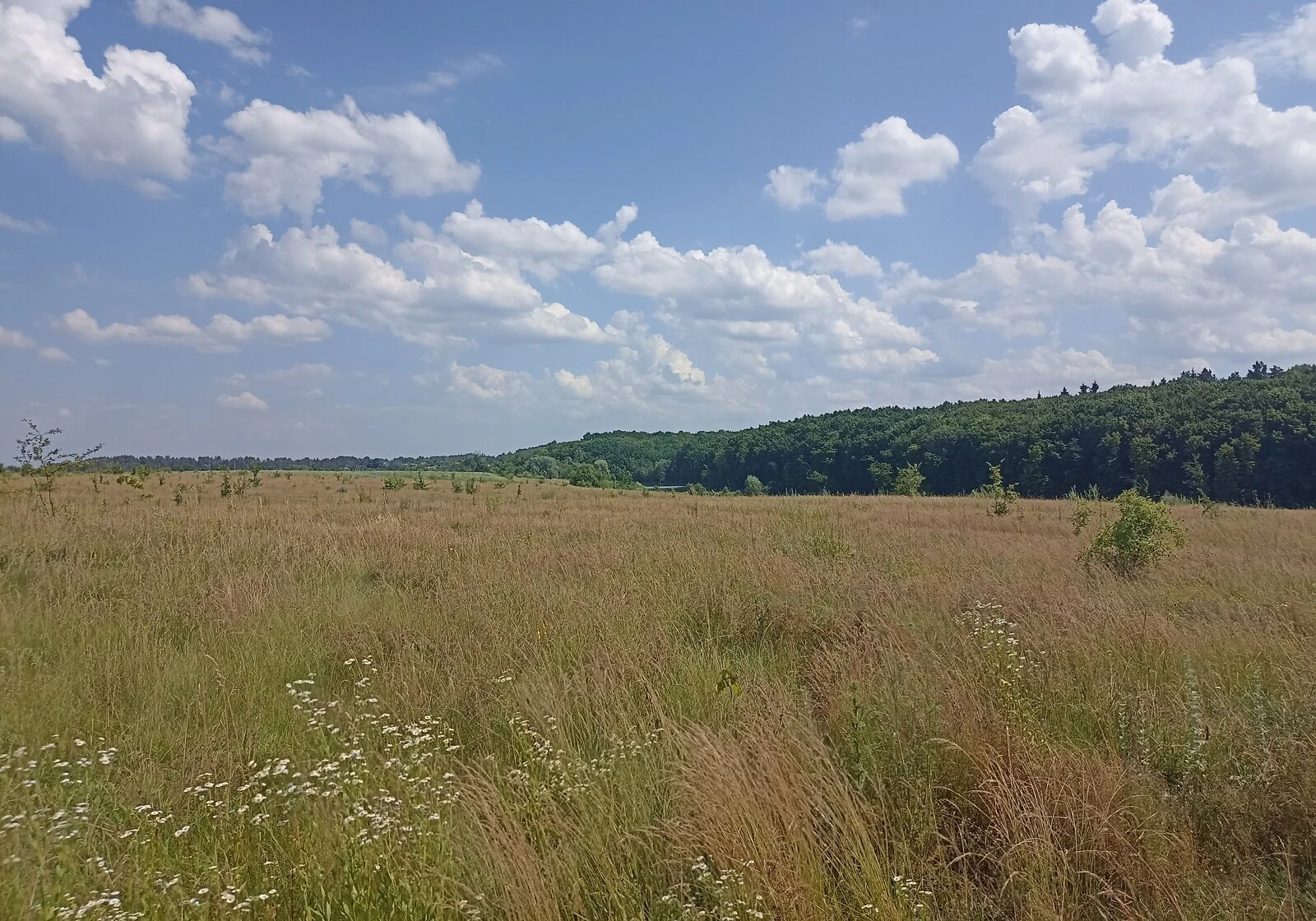 Ділянка 8 соток, Переорки: сільськогосподарська, 2-га лінія - фото 1