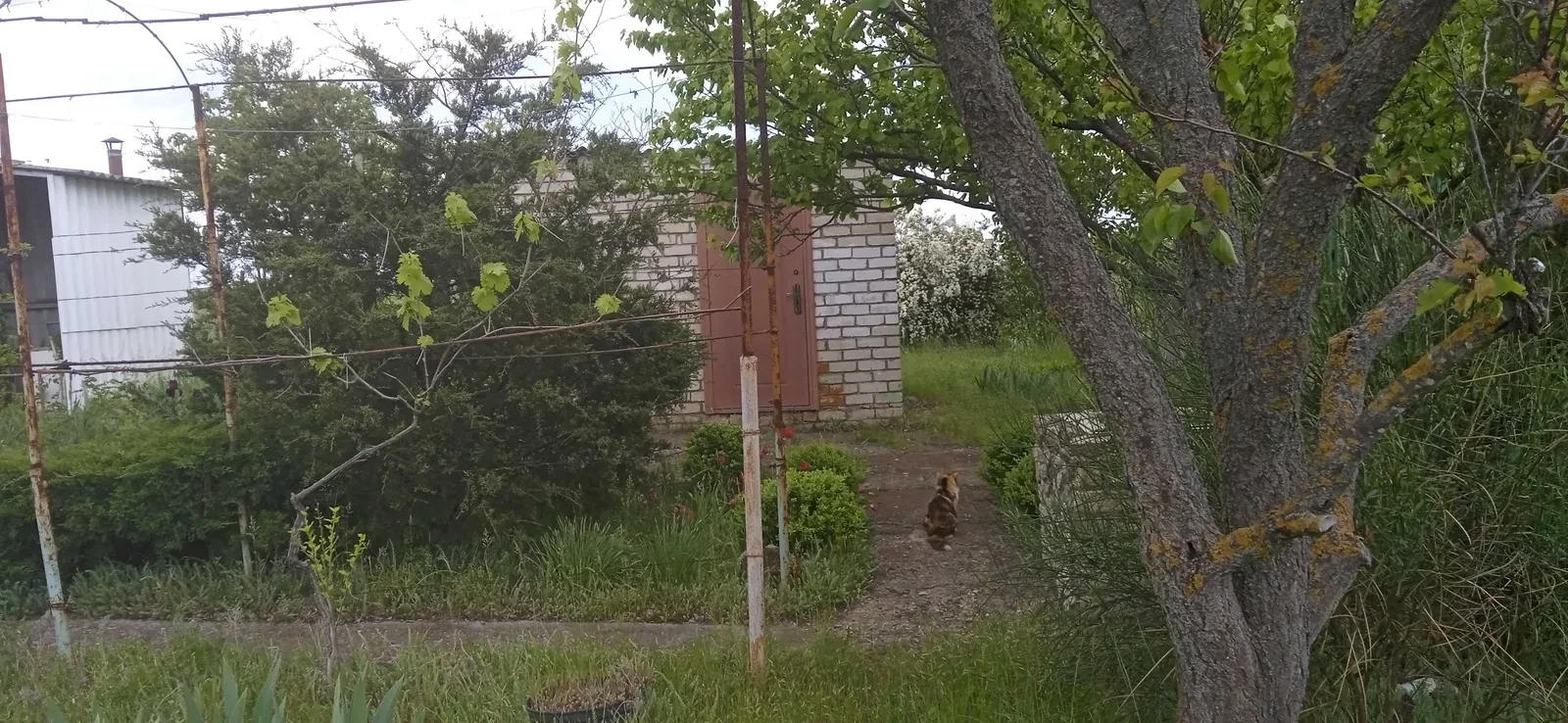 Участок 4 сотки, Болгарка: летний домик, колодец на 5 кубов, фото 4