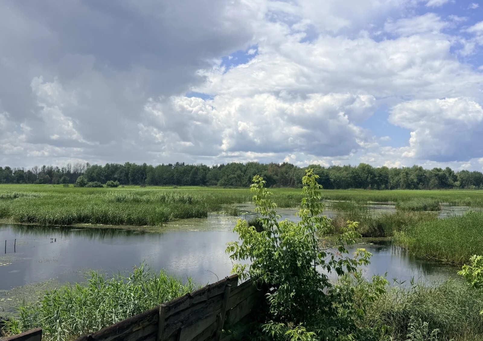 Ділянка 12.5 соток, Кедина Гора: під житлову забудову, свердловина, електрика - фото 1