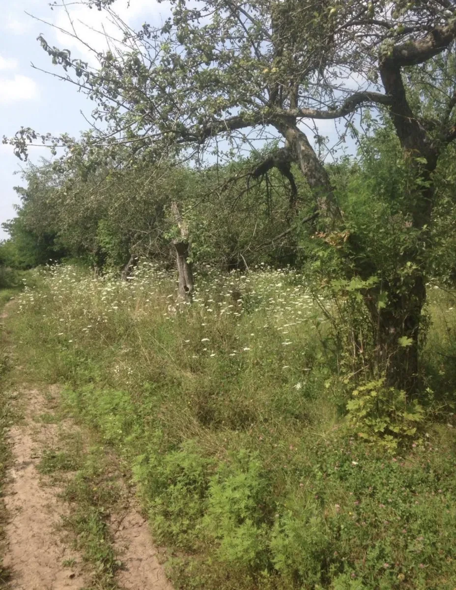 Ділянка 8 400 соток, Покотилівка: під котеджне містечко, торг - фото 3