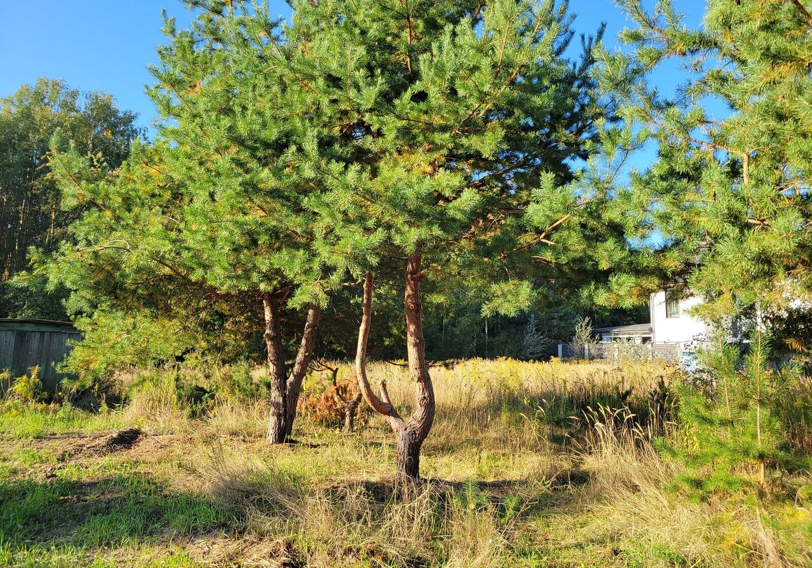 Ділянка 6 соток, Щасливе: під житлову забудову, електрика - фото 2