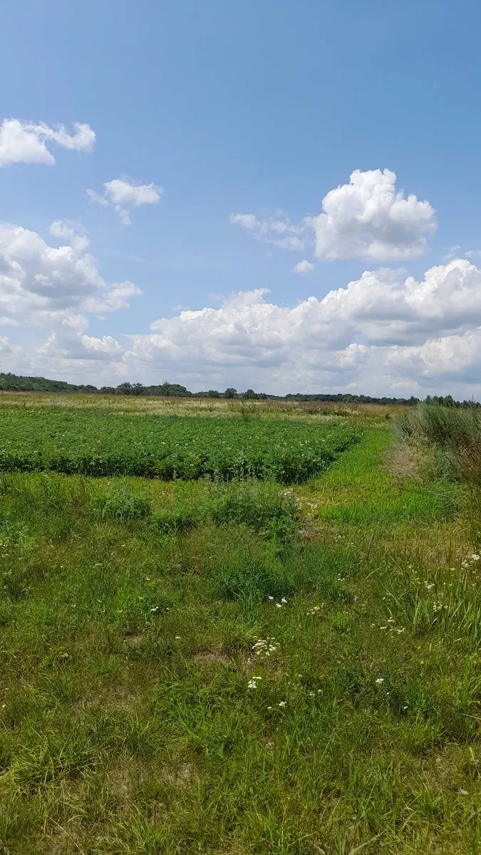 Ділянка 0.10 соток, Ржищів: під житлову забудову, біля лісу, поруч Дніпро, фото 5