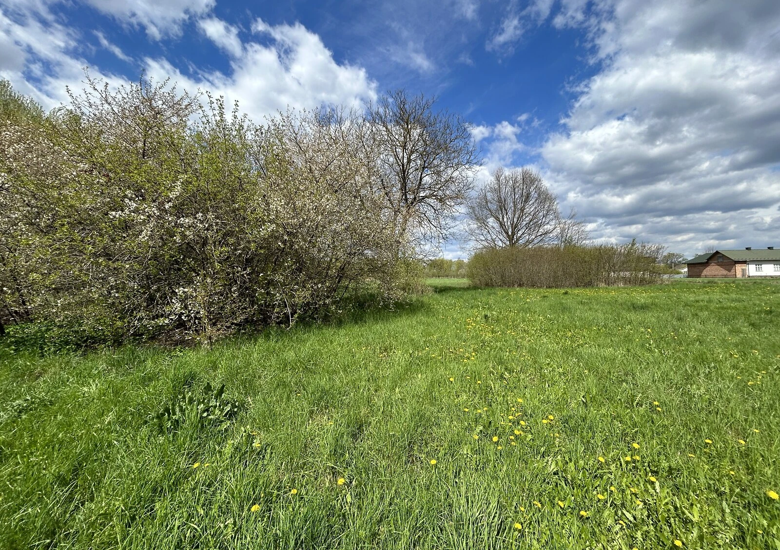 Участок 50 соток, Шипинцы: жилая застройка, электричество, колодец, фото 3