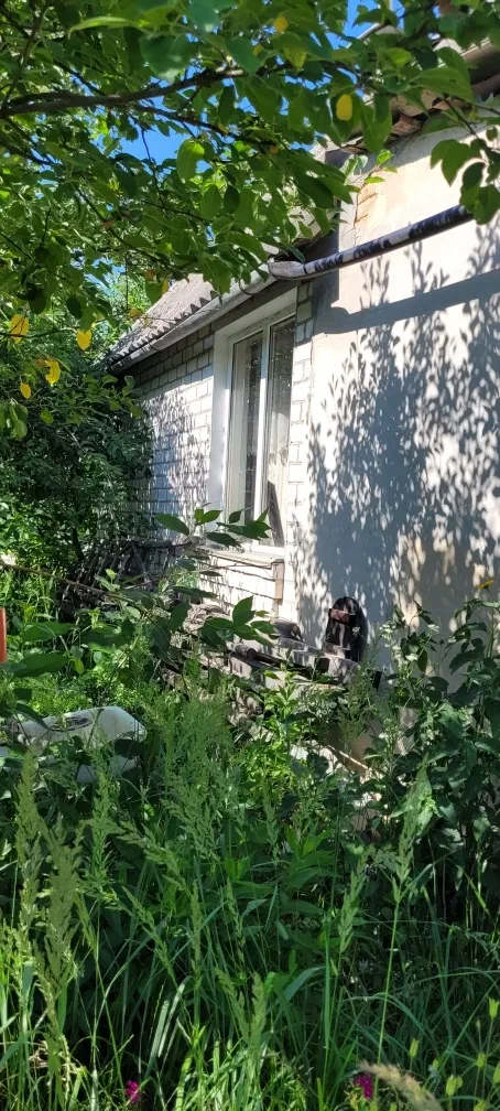 Дача, Поташня: біля лісу, теплиця і плодові дерева - фото 3