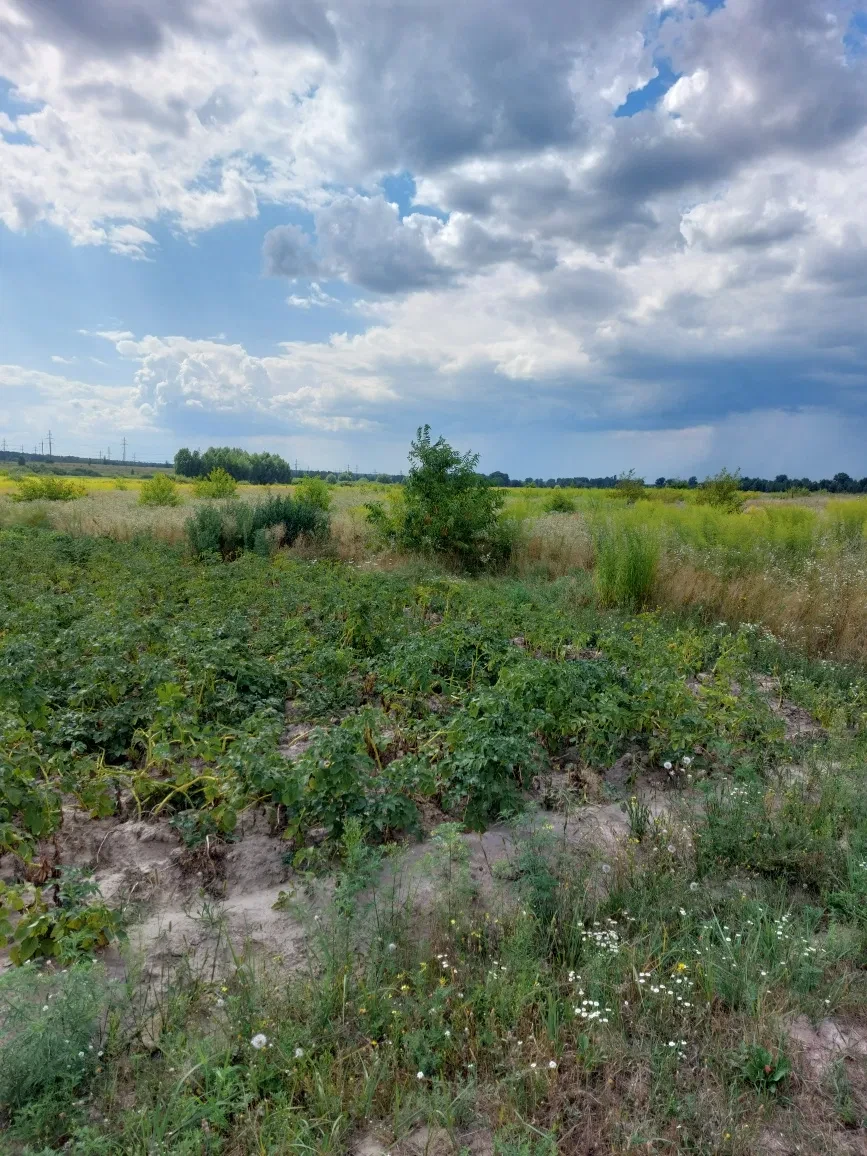 Ділянка 12 соток, Нові Петрівці: під будівництво, електрика і газ, ліс і море - фото 1