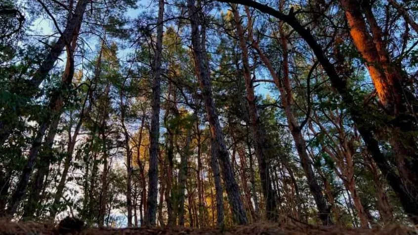 Дача, Березань: 120 соток, без сусідів, сосновий бір, фото 4
