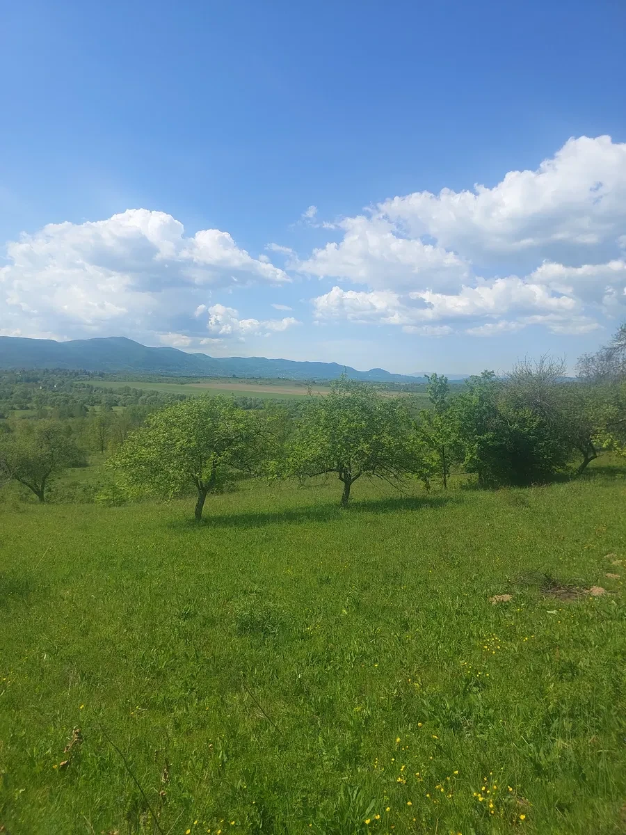 Ділянка 25 соток, Хуст: лісова зона, обмін на авто - фото 1