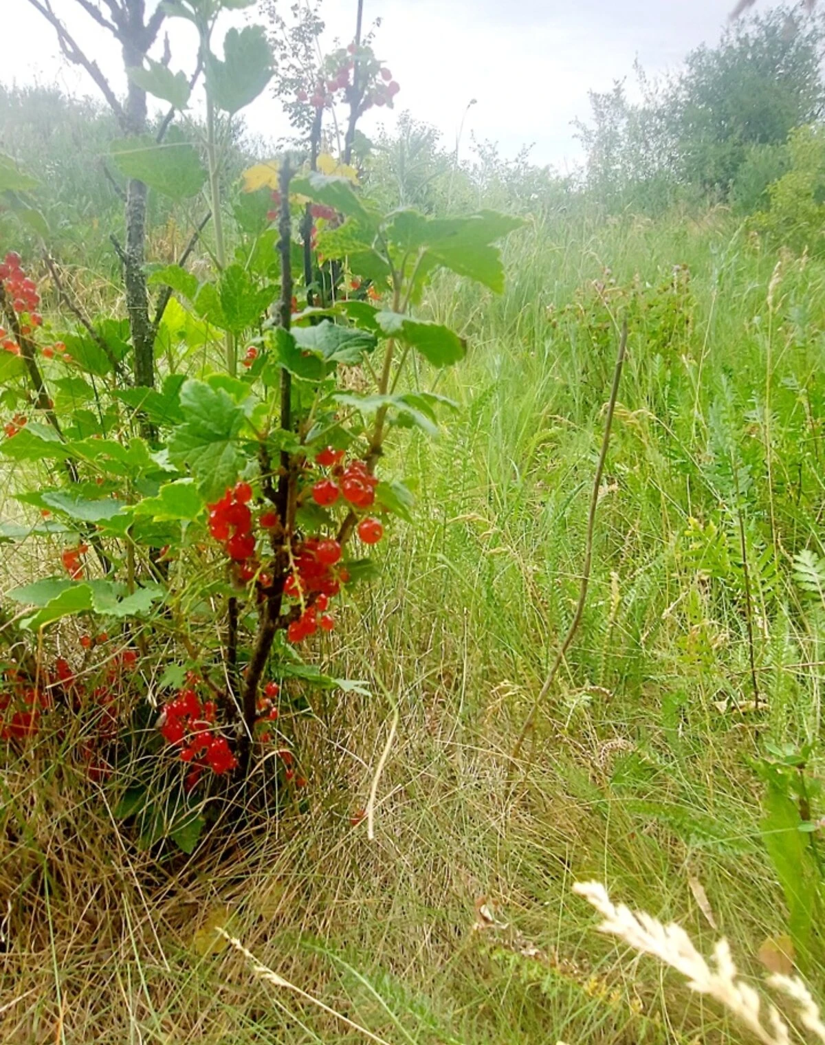 Ділянка 15 соток, Жуки (Полтава): під житлову забудову, сад, криниця, фото 5
