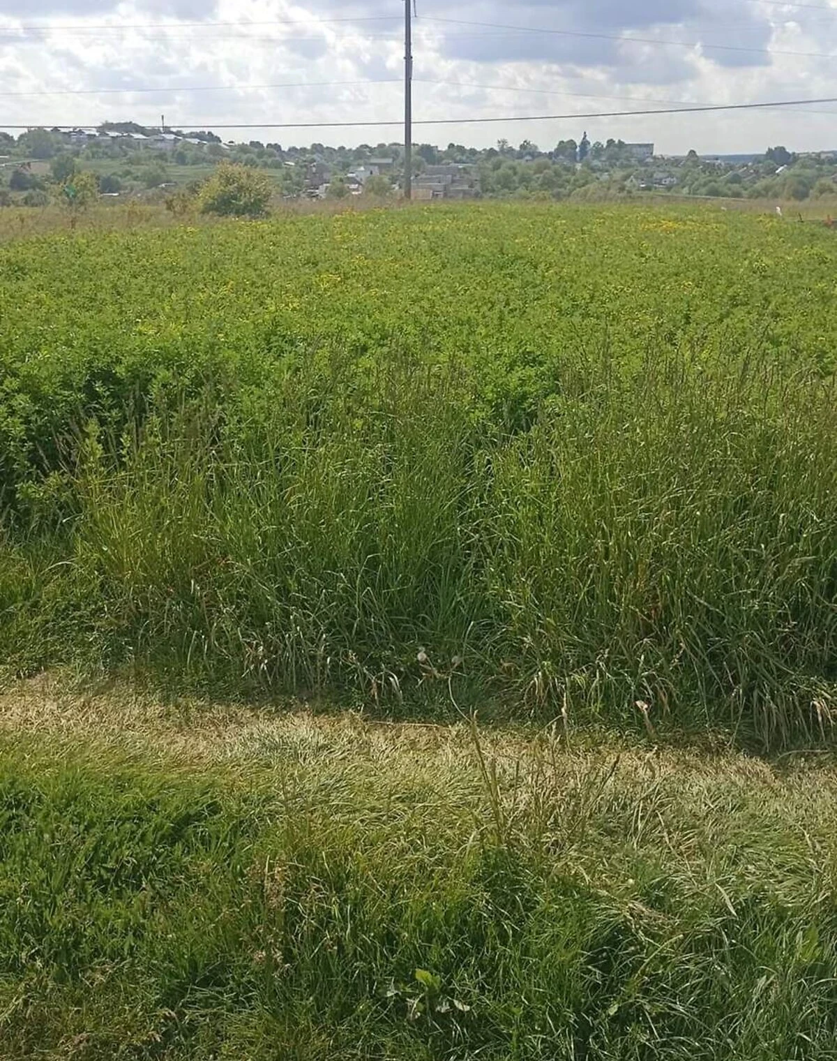 Ділянка 8.8 соток, Ружична: сільськогосподарське призначення, чорнозем - фото 4