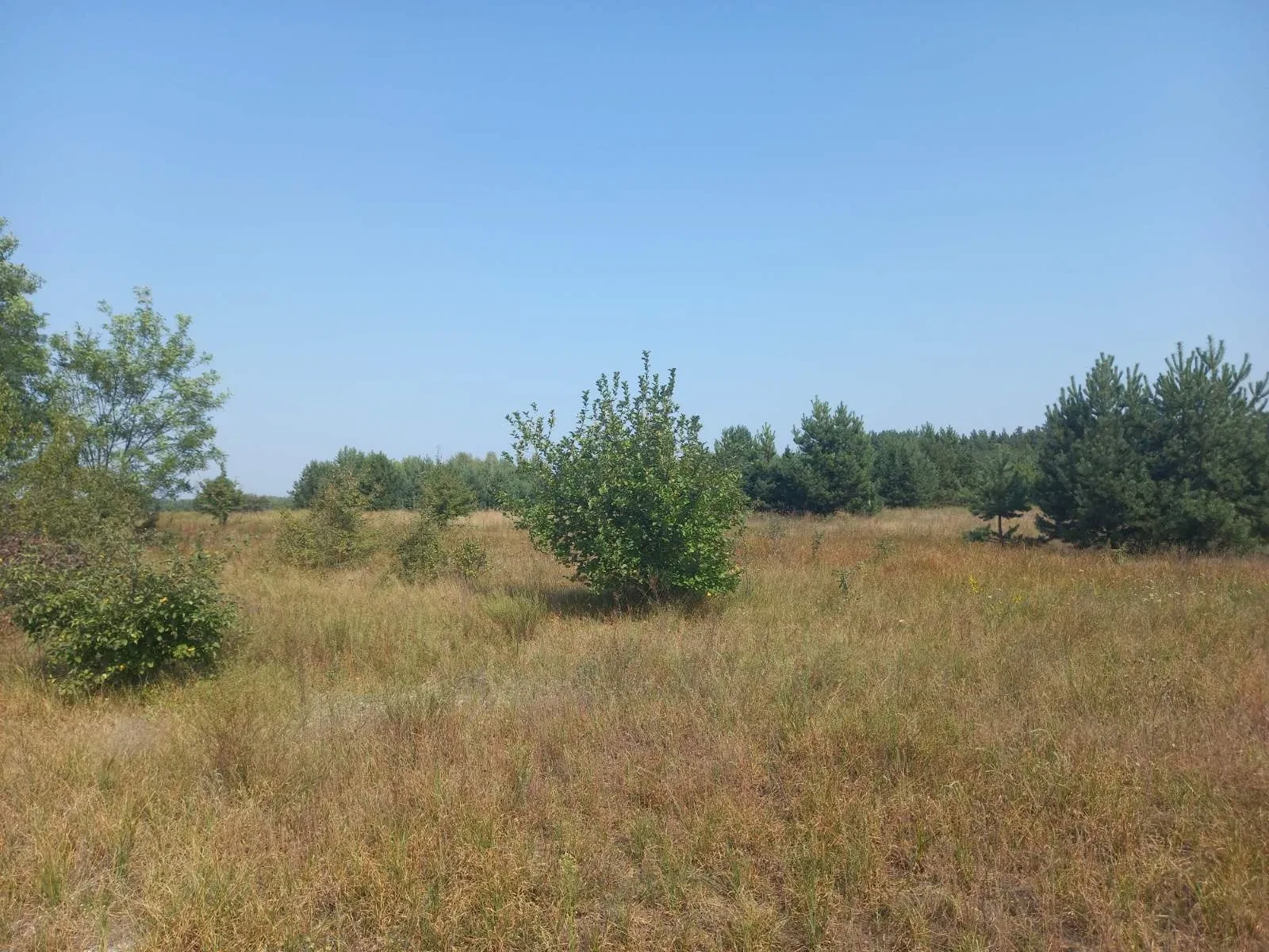 Ділянка 20 соток, Абрамівка: поруч ліс, електрика - фото 4