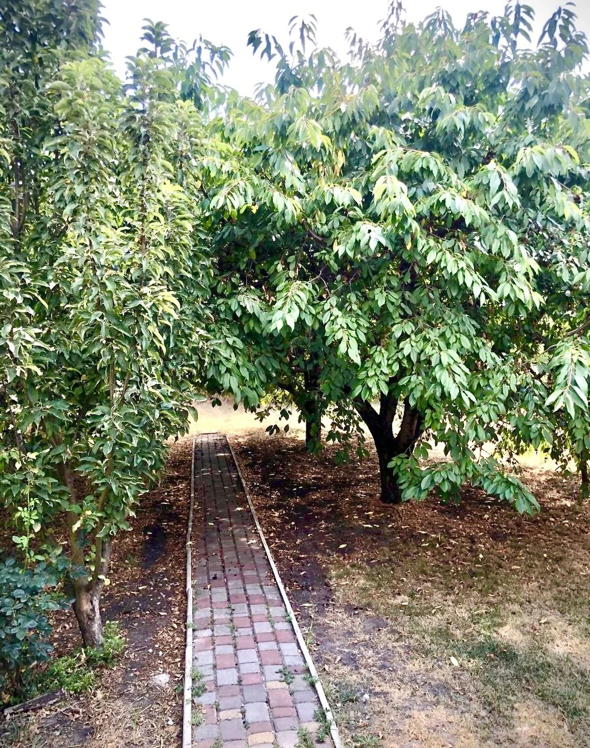 Дом, Новое Запорожье: гараж, 13 соток, резервное питание, фото 4