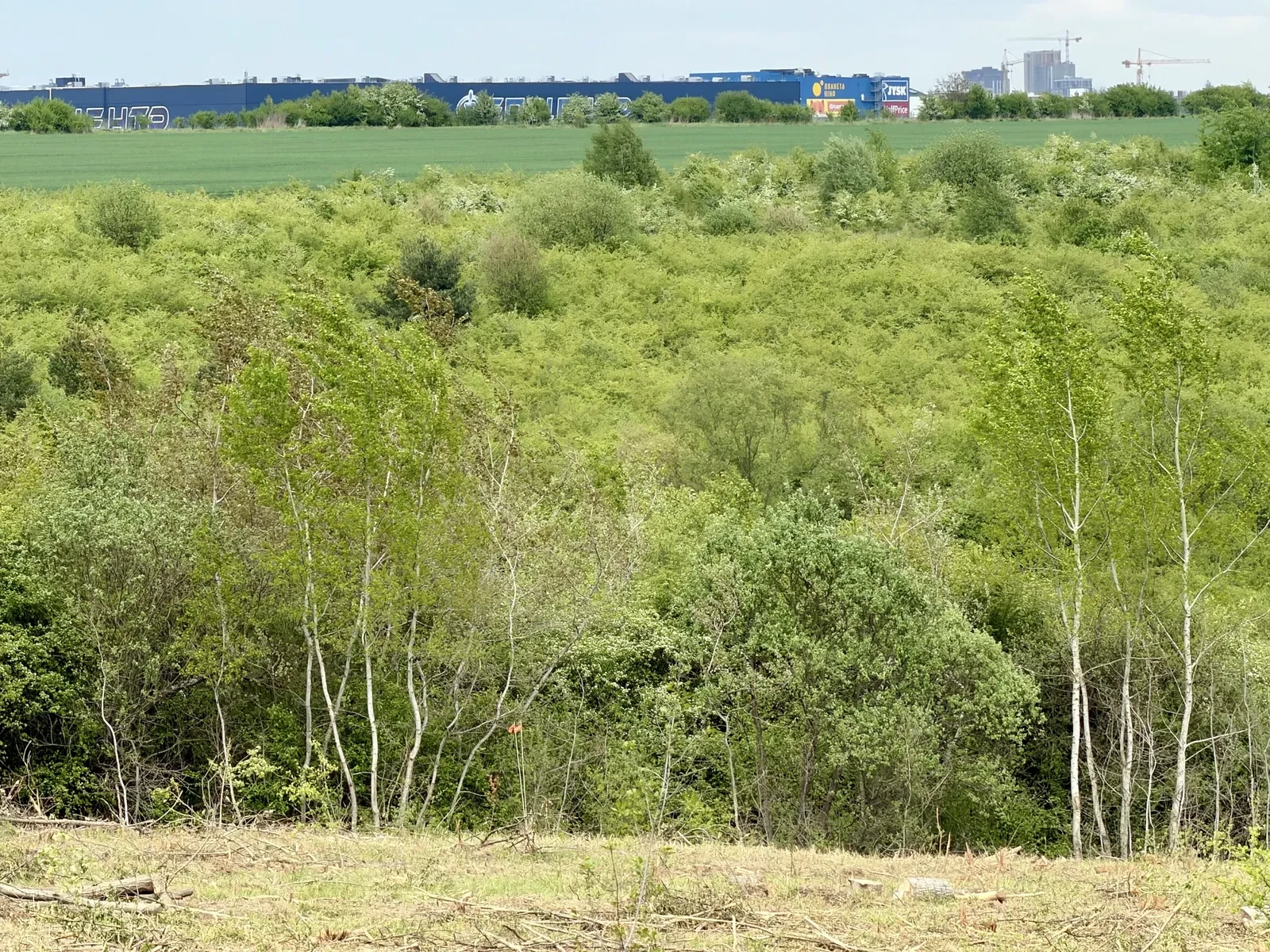 Ділянка 231 соток, Солонка: ліс з двох сторін, світло можна підвести - фото 3