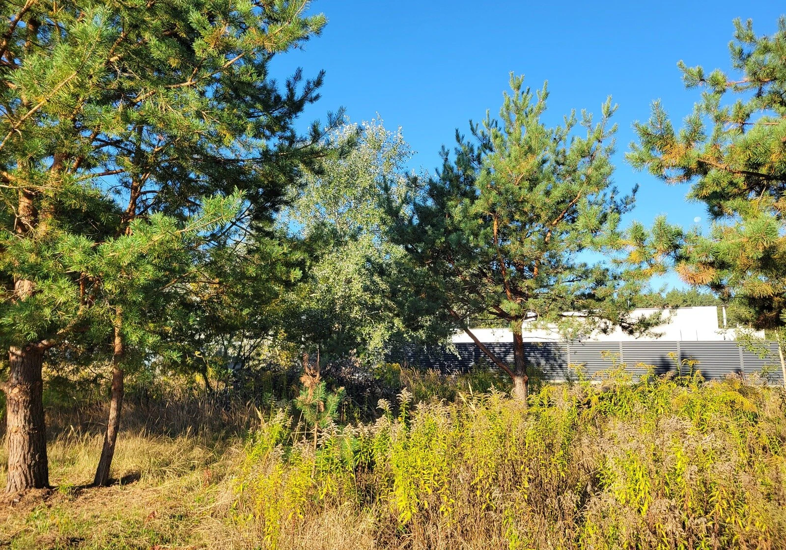 Ділянка 6 соток, Щасливе: під житлову забудову, електрика - фото 4